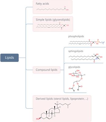 A Forgotten Corner in Cancer Immunotherapy: The Role of Lipids